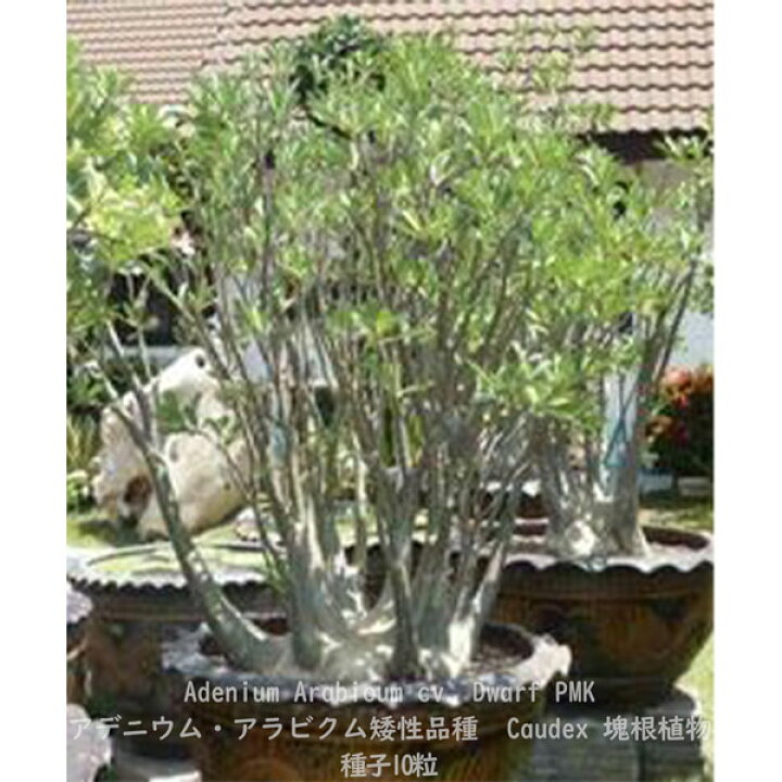 198円 22モデル 観葉植物 種子 種 Phoenix Reclinata フェニックス セネガルヤシ オオカミヤシ ナツメヤシ属 198円 22モデル 観葉植物 種子 種 Phoenix Reclinata フェニックス セネガルヤシ オオカミヤシ ナツメヤシ属