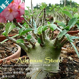 Adenium arabicum cv. dwarf PNW アデニウム アラビクム ドワーフ PNW 種子 10粒多肉植物 塊根植物 種子 矮性品種