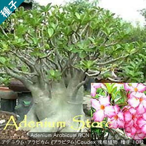 A 򍪐A q ␫i Adenium Arabicum RCN AfjE ArN RCN q10