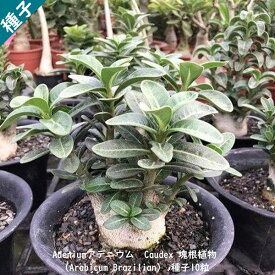 多肉植物 塊根植物 種子 種 キョウチクトウ科 Caudex アデニウム ブラジリアン Adenium Brazilian 種子10粒