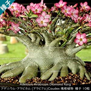 A 򍪐A q ␫i Adenium Arabicum Diamond King AfjE ArN _Ch LO q10