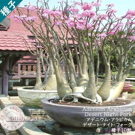 Adenium arabicum desert night fork アデニウム アラビカム デザート ナイト フォーク 種子 10粒多肉植物 塊根植物 種子