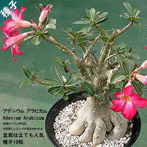 観葉植物 アデニウム 種の人気商品 通販 価格比較 価格 Com