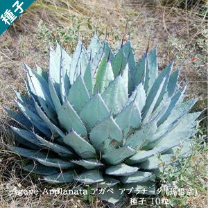 A q  c{ E[c  Agave Applanata AKx Avi[^ q10
