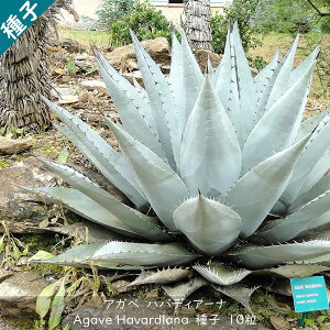 A q  c{ E[c Agave Havardiana AKx nofBA[i q 10