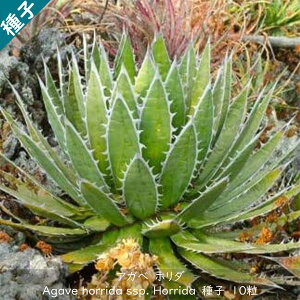 A q  c{ E[c s Agave horrida ssp Horrida AKx z_ q 10