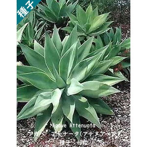 A q  AKx Aei[^ Agave Attenuata c{ E[c  q10