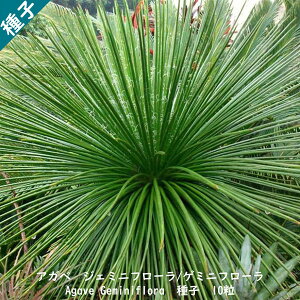 A q  ܗ c{ E[c Agave Geminiflora AKx WF~jt[/Q~jt[ q10