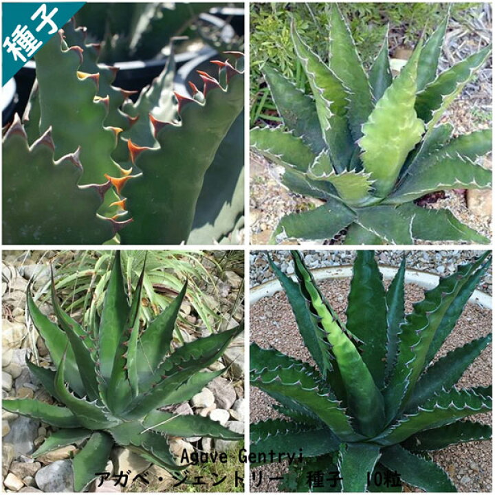 楽天市場 多肉植物 種子 種 ツルボラン科 リュウゼツラン属 Agave Gentry アガベ ジェントリー 種子 10粒 ｂｅｒｒｙ ｐ