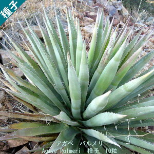 A q  c{ E[c Agave palmeri ssp. palmeri AKx p q 10