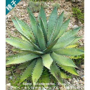A q  ۓq c{ E[c Agave Xylonacantha `Blue` AKx LViJT u[ q10