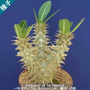 A 򍪐A q  Pachypodium Horombense pL|fBE zxZ }_KXJ q 10