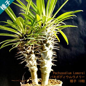 多肉植物 塊根植物 種子 種 Pachypodium Lamerei パキポディウム ラメリー キョウチクトウ科 マダガスカル 種子 10粒