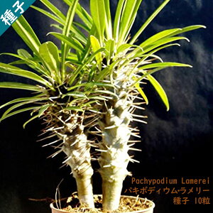 A 򍪐A q  Pachypodium Lamerei pL|fBE [ LE`NgE }_KXJ q 10