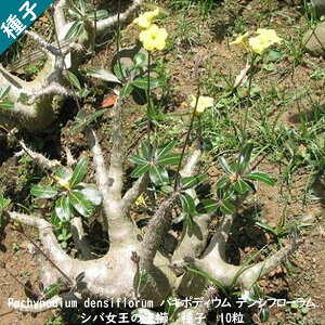 A q  Pachypodium densiflorum pL|fBE fVt[ Vőʋ Vo q 10