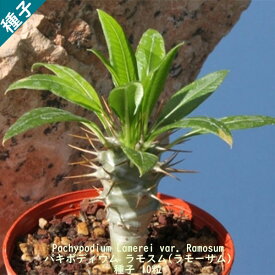 多肉植物 塊根植物 種子 種 Pachypodium Lamerei var. Ramosum パキポディウム ラモスム マダガスカル 種子 10粒
