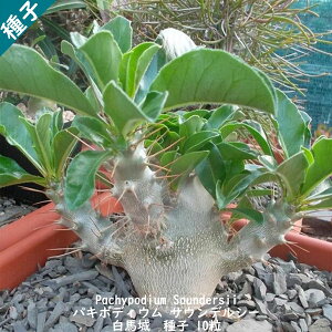 A q  Pachypodium Saundersii pL|fBE TEfV[ n q@10