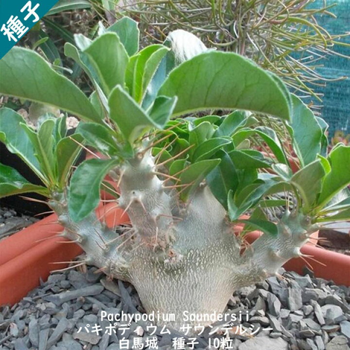 楽天市場】多肉植物 種子 種 Pachypodium Saundersii パキポディウム 