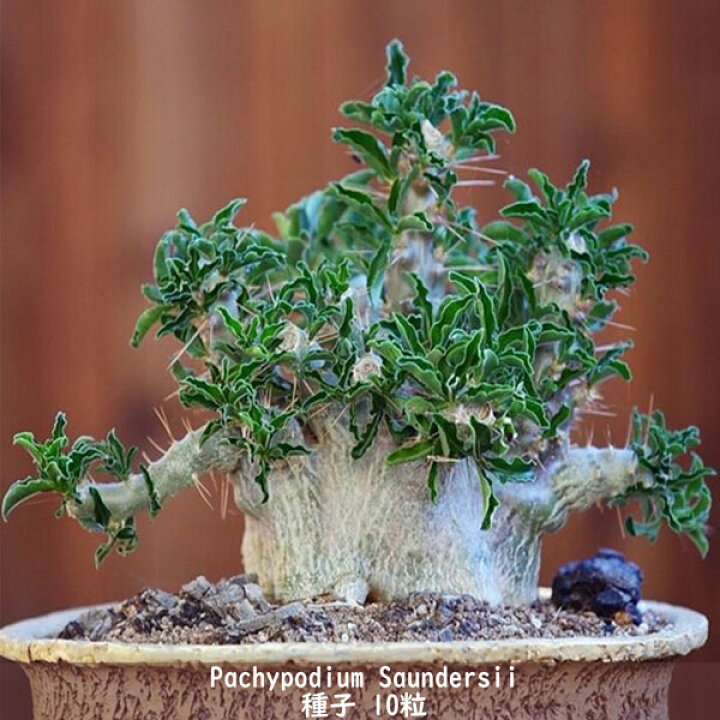 楽天市場】多肉植物 種子 種 Pachypodium Saundersii パキポディウム 