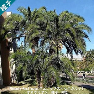 ϗtA q  Phoenix Reclinata tFjbNX ZlKV IIJ~V icV q10