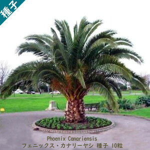 ϗtA q  JiA V Phoenix Canariensis tFjbNX Ji[V q 10