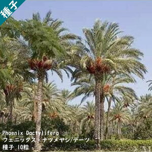 ϗtA q  f[c hCt[c V Phoenix dactylifera tFjbNX icV q 10