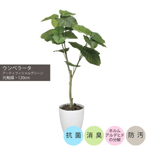 Ex[^1.2mbGLPA-035 A[eBtBVO[ lHϗtA tO[ ^G}uV-CAT Treev  ㎿ i  S[WX rO T z[