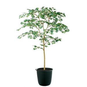 }~W GREEN FST W100×H150cmbTK91760 A[eBtBVO[ lHϗtA tO[   ㎿ i  S[WX rO T z[