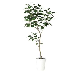 ボダイジュ 観葉植物の人気商品 通販 価格比較 価格 Com ボダイジュ 観葉植物の人気商品 通販 価格比較 価格 Com