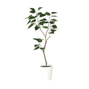 ボダイジュ 観葉植物の人気商品 通販 価格比較 価格 Com