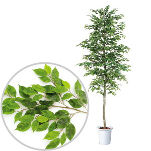 観葉植物 高級の人気商品 通販 価格比較 価格 Com