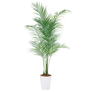 AJV PE W80×H180cmbTK99156 A[eBtBVO[ lHϗtA tO[   ㎿ i  S[WX rO T z[