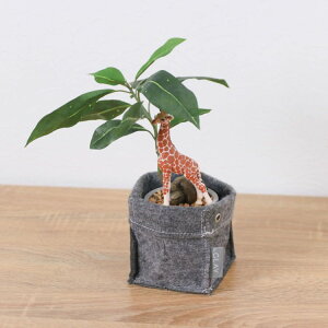 VCq L pL tFg|bg 32cmbGLA-1522FC A[eBtBVO[ lHϗtA O[ tO[   ㎿ i v[g Mtg tBMA t