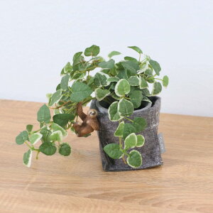 VCq i}Pm v~ tFg|bg 24cmbGLA-1529FA A[eBtBVO[ lHϗtA O[ tO[   ㎿ i v[g Mtg tBMA 