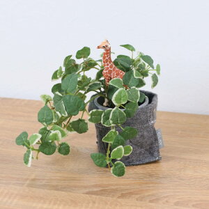 VCq L v~ tFg|bg 24cmbGLA-1529FC A[eBtBVO[ lHϗtA O[ tO[   ㎿ i v[g Mtg tBMA t