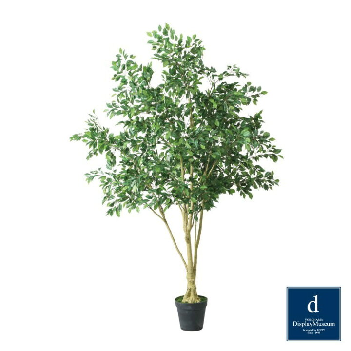 観葉植物 ベンジャミン 250cm程