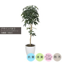 楽天市場】パキラ 160cmの通販