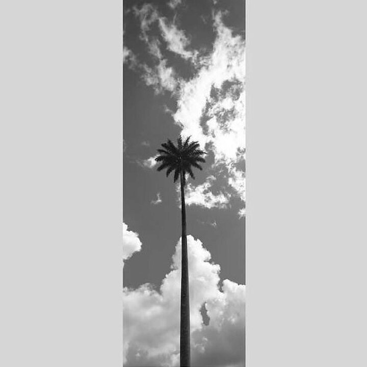 お洒落 ヤシの木とワイキキの街 Igrebow モノクローム モノクロ ハワイ アイグレボウ モダン 写真 早朝のアラモアナビーチ スタイリッシュ ビッグサイズ インテリアフォト ピクチャーアート 壁紙 装飾フィルム