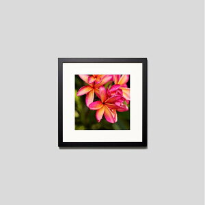 IGREBOW vẢԁbACO{E CeAtHg sN`[A[g ʐ^ X^CbV _ J[ʐ^ J[sN`[ rbOTCY