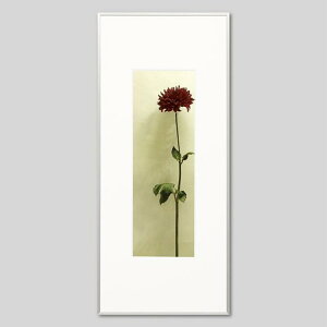 IGREBOW _ẢԁbACO{E CeAtHg sN`[A[g ʐ^ X^CbV _ J[ʐ^ J[sN`[