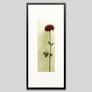 IGREBOW _ẢԁbACO{E CeAtHg sN`[A[g ʐ^ X^CbV _ J[ʐ^ J[sN`[