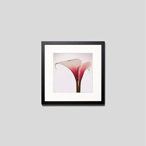 IGREBOW J[̉ԁbACO{E CeAtHg sN`[A[g ʐ^ X^CbV _ J[ʐ^ J[sN`[ rbOTCY