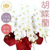 胡蝶蘭 スタンダード 白大輪 5本立60輪以上画像配信あり お祝い ギフト