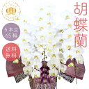スタンダード胡蝶蘭 白大輪 5本立65輪以上 画像配信あり お祝い ギフト ビジネス 開店祝い 開業祝い 栄転祝い 就任祝い 米寿 還暦 豪華 花 贈り物