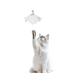 (pwbĥ݊܂)3ofNiL炵̖ѓVRт˂炵܂уCt[LLb`~[VRETM̖тӂӂ̖ыʔL̂ቮLp(spider*1)