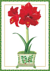 Caspari JXp ANX}XJ[h O[eBOJ[h ܂ `  k AJ  i V[YO[eBO XCXvg ԕ A}X