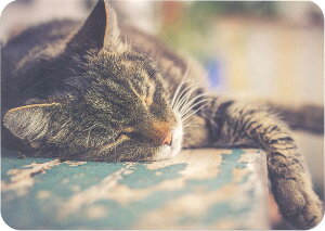 y|XgJ[h@O[eBOJ[h@lR@AJ[h@]ʁzhCc GollongiSj^TCY@Sleeping Cat