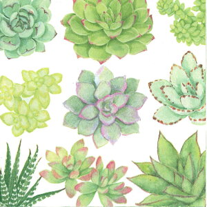 Caspari JXp y[p[ivL `TCY 33x33cm 20 fRp[W  e[uR[fBl[g ivL hCc   p[eB[ i bsO A SUCCULE