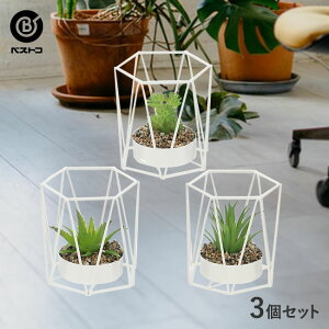 サボテン 観葉植物の人気商品 通販 価格比較 価格 Com