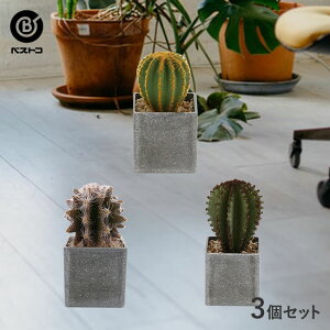 サボテン インテリア おしゃれ 観葉植物の人気商品 通販 価格比較 価格 Com